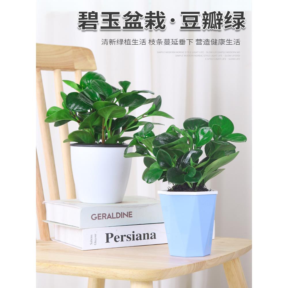 豆瓣绿多肉盆栽植物绿萝室内客厅桌面绿植碧玉好养水培植物花卉