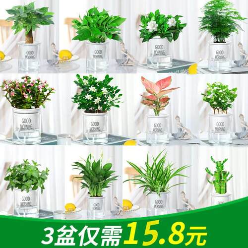 绿萝发财树多肉植物绿室内花卉盆栽吸甲醛水培养富贵文竹观音竹箩