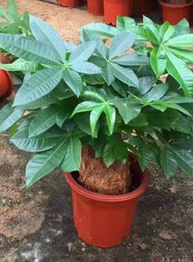 发财树盆栽植物办室内公室好养绿植水培小盆栽客厅大盆景四季常青