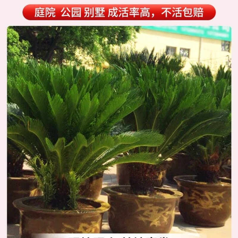 铁树盆栽开花小树苗公母一对客厅室内好养植物大门口大型盆景绿植