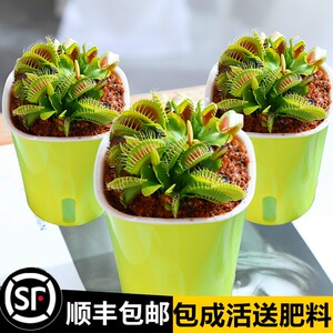 捕蝇草盆驱蚊栽猪笼草食人花食虫巨型超大植物茅膏菜花卉办公室