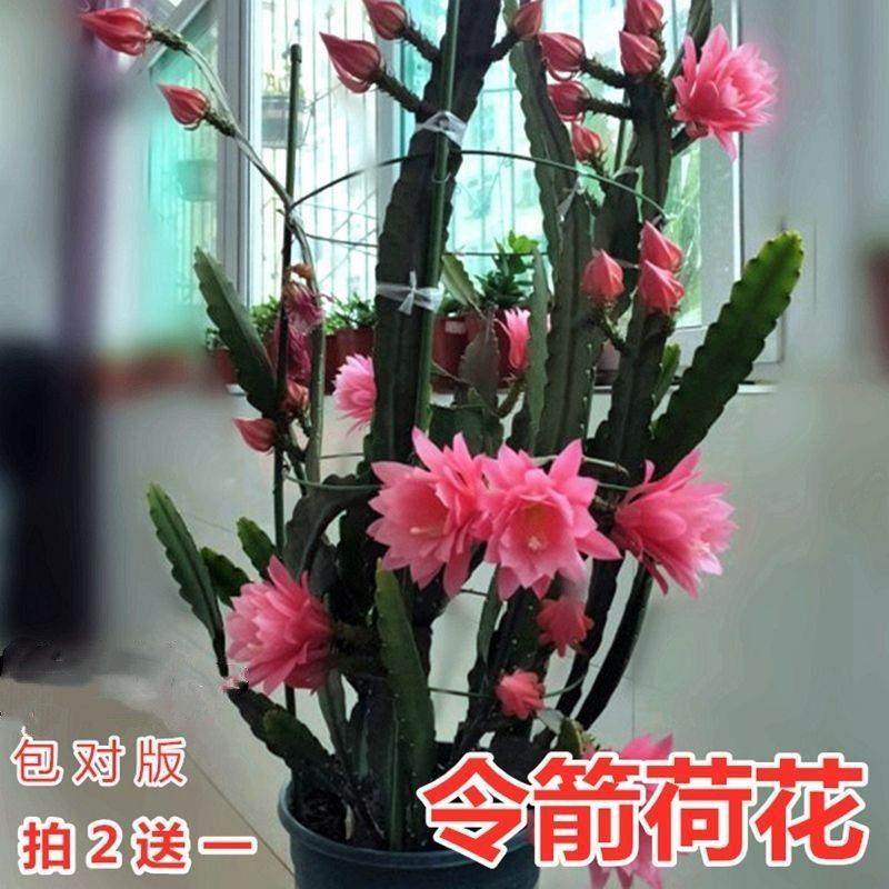 令箭荷花花人带根东北小粉重瓣仙剑昙绿物植内室外盆栽苗进口花卉