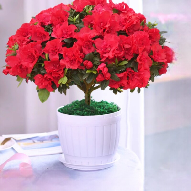四季杜鹃杜鹃盆栽花红花树苗长寿花卉室内客厅开花植物易活好养