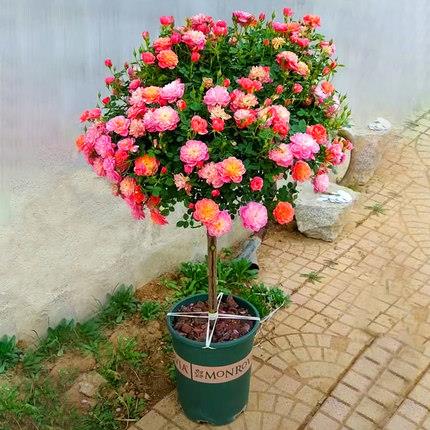 树状月季花卉阳台庭院盆栽树形树桩嫁接玫瑰花苗大花浓香四季养殖