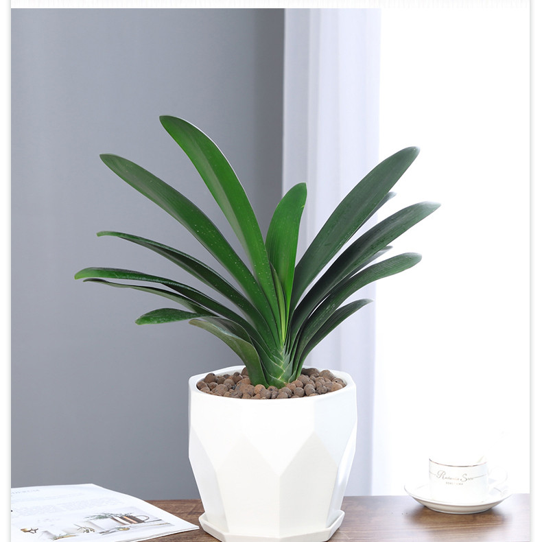 四季君子盆栽带兰花苞小苗花卉植物室内易活绿植水培好养多肉大全