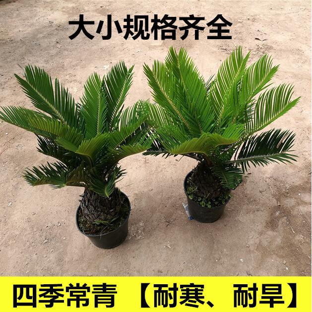 铁树盆景小苗铁树 客厅盆栽 四季常青植物 盆栽铁树室内外盆栽