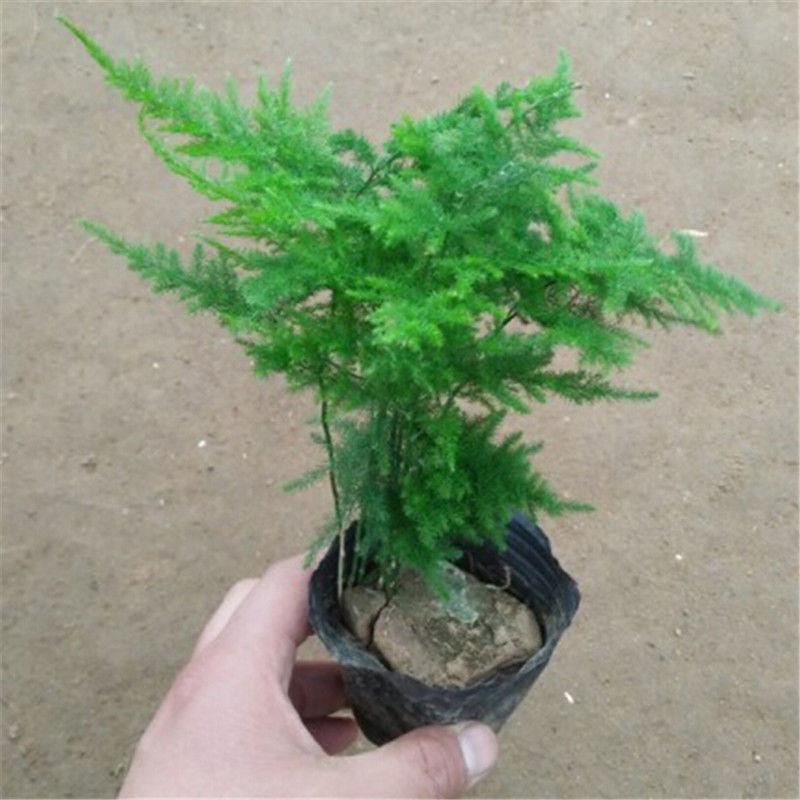 文竹发财树绿萝红芦荟掌栀子花盆栽植物办公室客厅绿植花卉盆栽