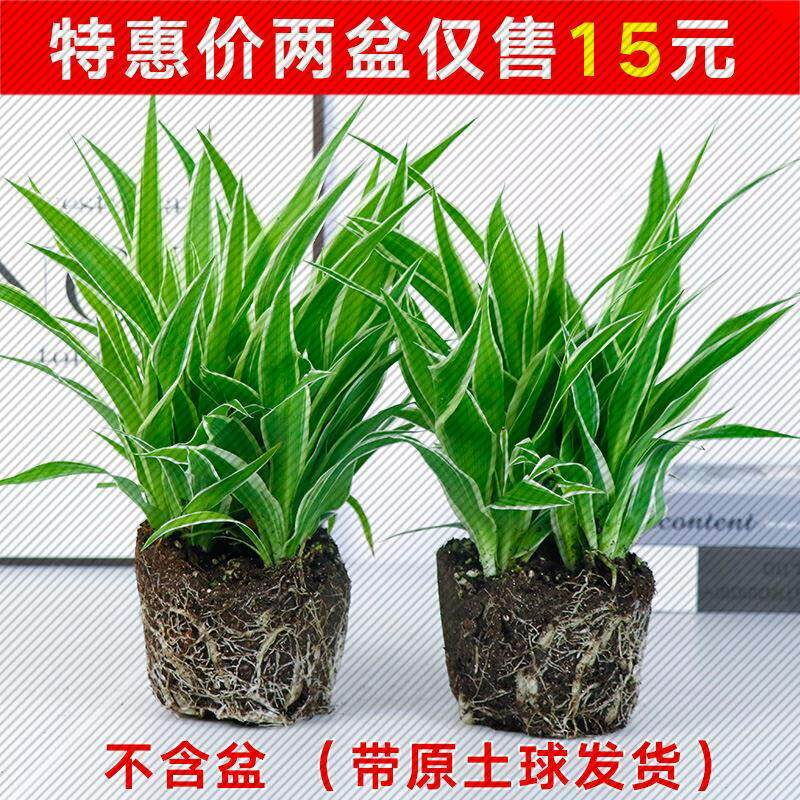花卉盆栽绿萝发财树金边吊兰植物盆栽绿植水培植物室内好养绿植