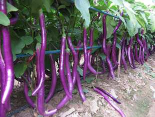 杭州本地 杭茄一号茄子种子 软糯多产 春秋两季 200粒/袋