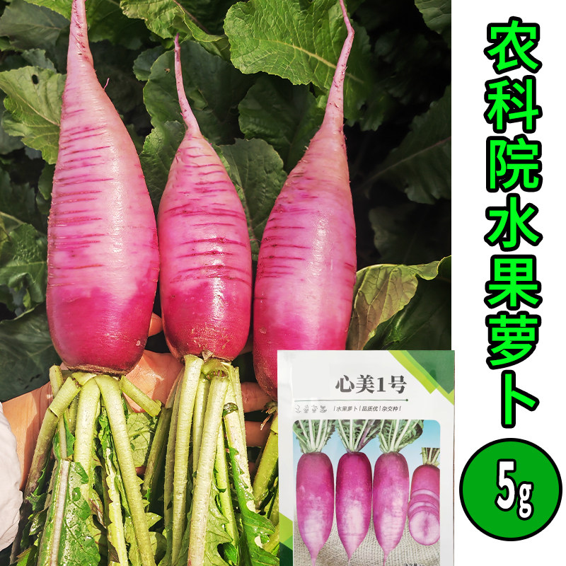 心美一号水果萝卜种子红皮红肉图片