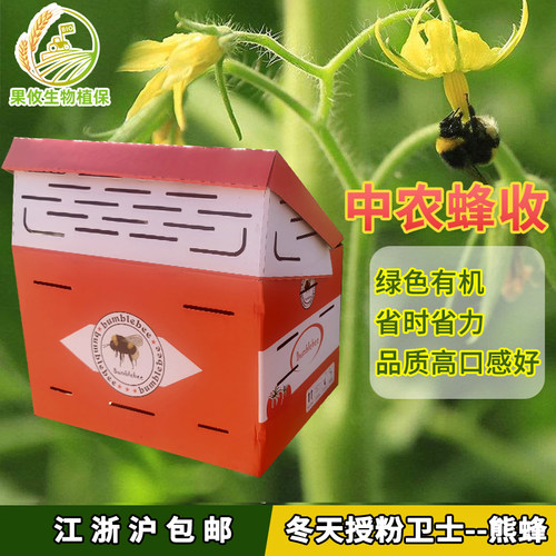 中农熊蜂授粉蜂番茄草莓授粉