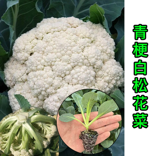青梗白色松花菜小米粒散花花椰菜