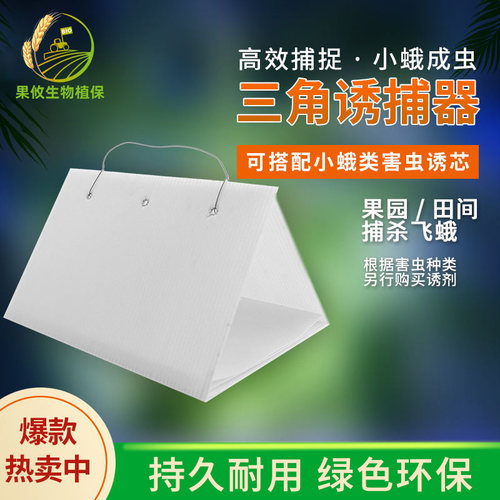 绿普森三角形诱捕器昆虫成虫