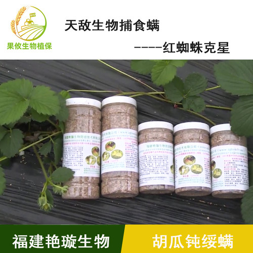 燕璇防治红蜘蛛捕食螨胡瓜钝绥螨