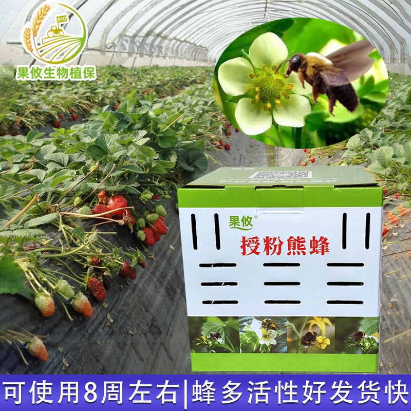 果攸熊蜂 授粉熊蜂 番茄甜瓜授粉草莓授粉约100只（含卵和幼蜂） 农用物资 授粉蜂 原图主图