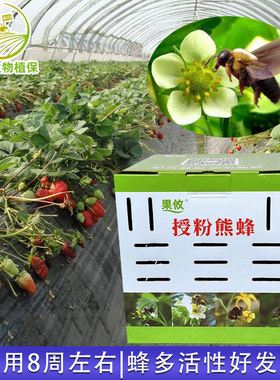 果攸授粉熊蜂番茄甜瓜草莓蓝莓十字花科育种制种天然授粉节省人工