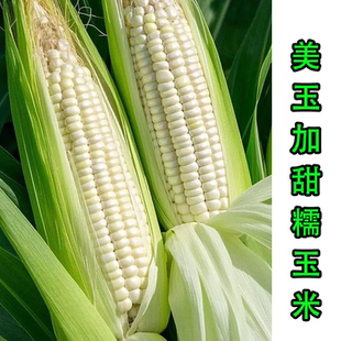 【玉米种子】白甜糯玉米棒子好吃美玉7号美玉27号甜特可口