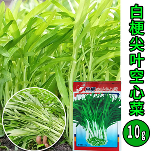 【9.9元2袋】易发芽白梗柳叶尖叶空心菜久炒不变黑空心菜种子