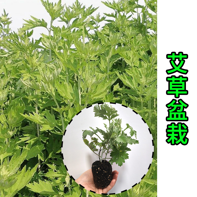 艾草盆栽 新鲜室内外阳台庭院绿植物艾蒿艾叶端午花易养活