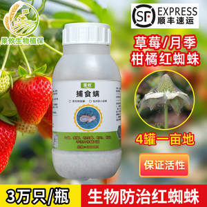 果攸捕食螨加州新小绥红蜘蛛天敌