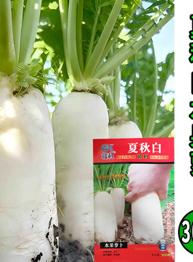 夏秋白水果萝卜种子两季种300粒