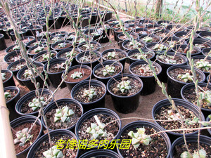 多肉植物十二卷BY41混合白银种子1粒价Haworthia seeds实生非组培