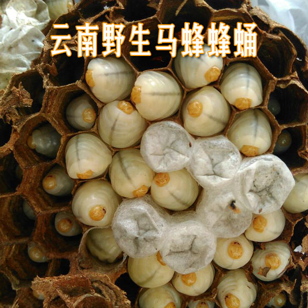 雲南山林馬蜂蜂蛹 老土蜂活體、速凍馬蜂蜂蛹 1000克在類目 傳統滋補營養品, 蜂產品, 其它蜂產品中 - 來自Buy2taobao.com提供專業的淘寶代購服務