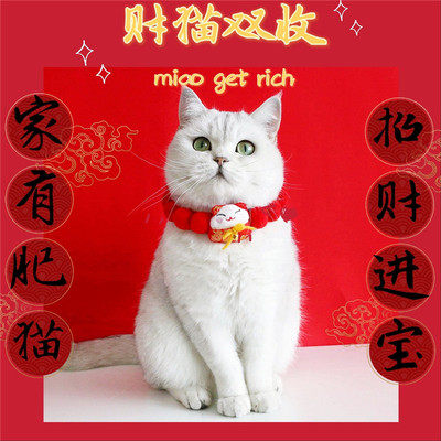 球球招财猫项圈猫咪狗狗宠物
