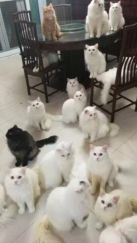 包邮阳台塑料防猫出逃保护网，飘窗楼梯塑料保护儿童小孩塑料网