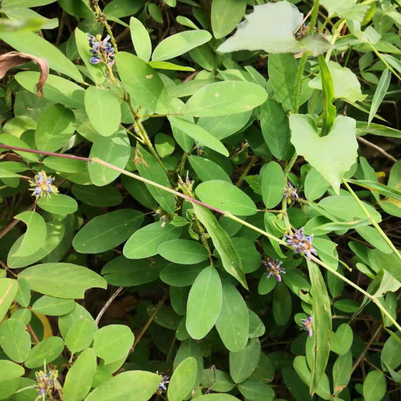 天然假地豆新鲜草药野花生狗尾花大青叶山蚂蟥血筋草500包邮异果