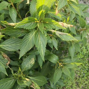 新鲜溪黄草500g包邮山熊胆草溪沟血风草香茶菜现采农家黄汁草泡茶