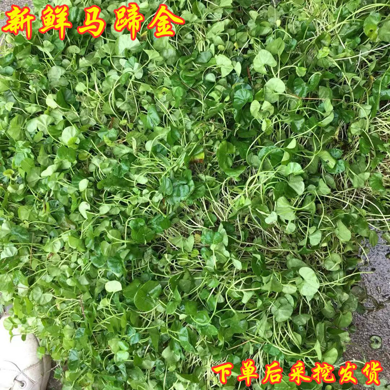 马蹄金新鲜天然溶石小叶金钱草中草药500g包邮化石正宗小金钱草茶-封面