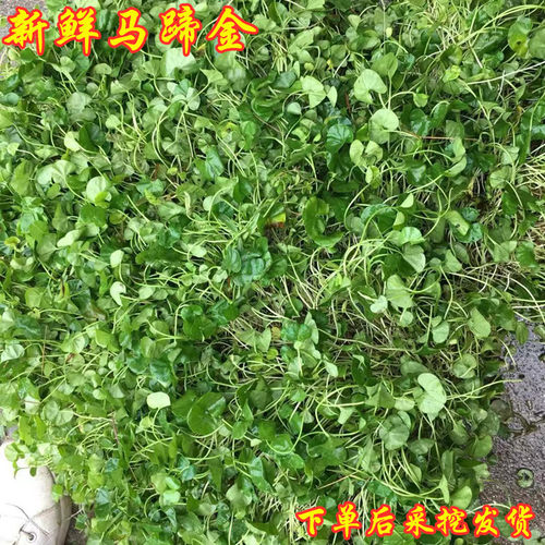 溶石小叶中草药包邮正宗马蹄金
