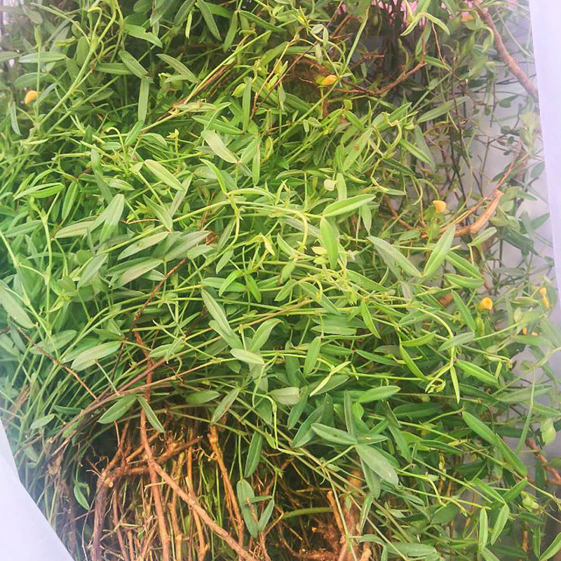 正宗乌龙草新鲜现采人字草孩儿草丁癸草丁贵草苍蝇翼乌蝇翼草500g