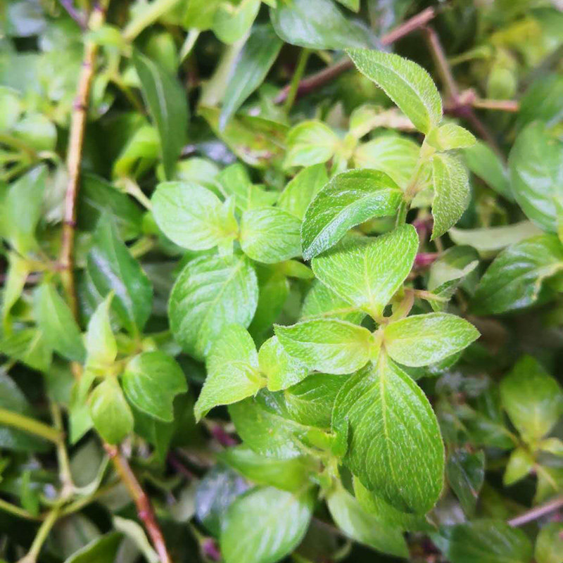 新鲜六角英现采孩儿草潮汕中草药六角婴狐狸尾土夏枯草麦穗红500g