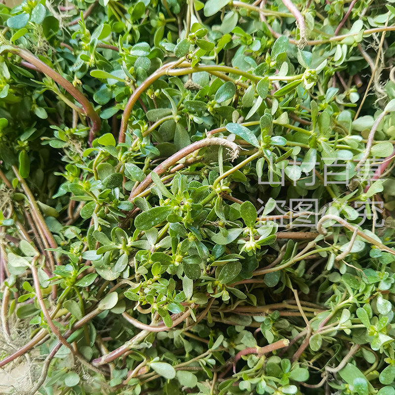 马齿苋新鲜潮汕老鼠耳红梗五行长寿马蜂菜瓜子菜野菜包邮现摘天然