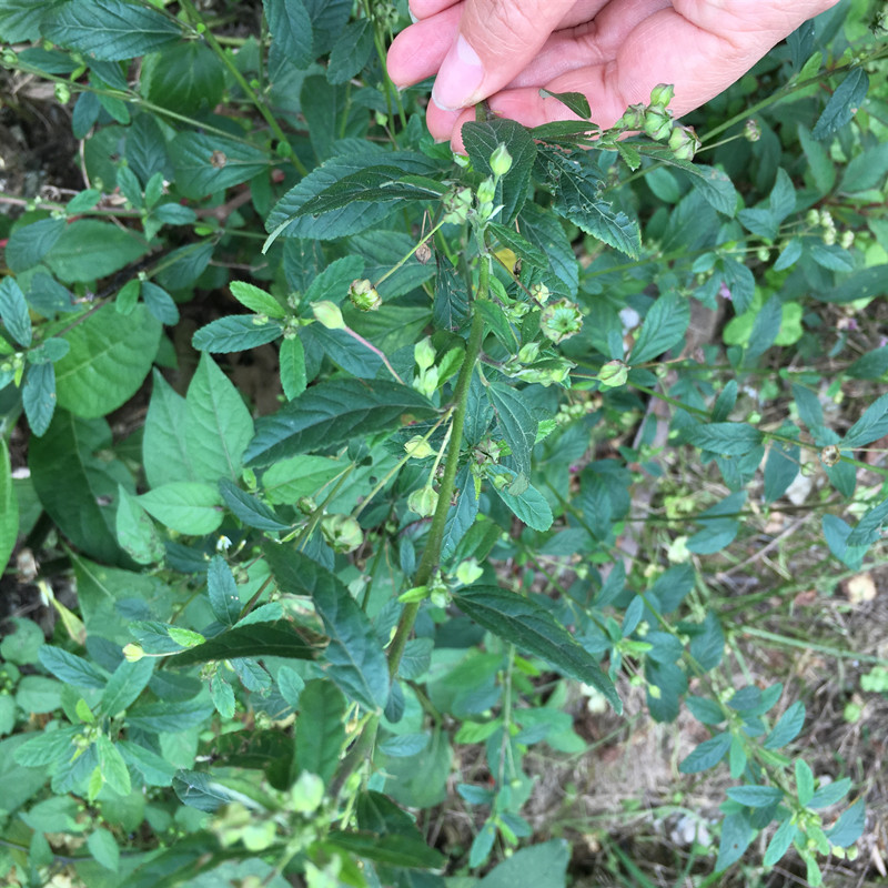 白背黄花稔   梅肉草农家采摘野生黄花虱母头 新鲜中草药500g包邮