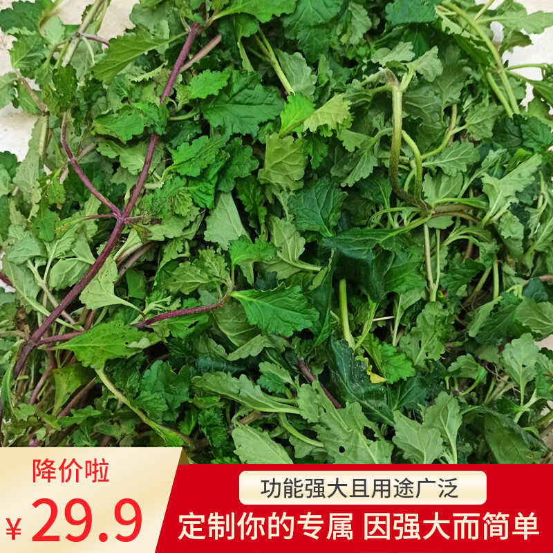 正宗苦地胆散血草龙胆草风轮菜潮汕青中草药新鲜现采现发500g包邮