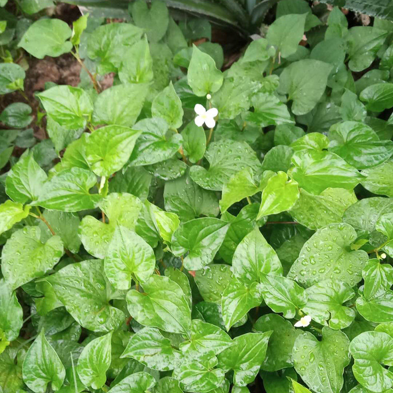 鱼腥草潮汕狗贴耳折耳根狗心草新鲜现采嫩叶茎叶凉拌嫩500g另有干