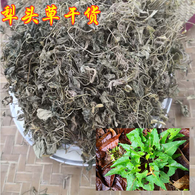 新鲜犁头草紫花地丁