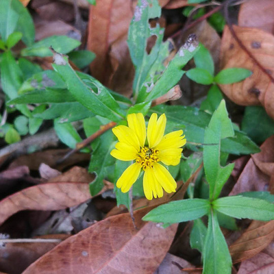 黄花正宗潮汕现采蟛蜞菊旱莲草