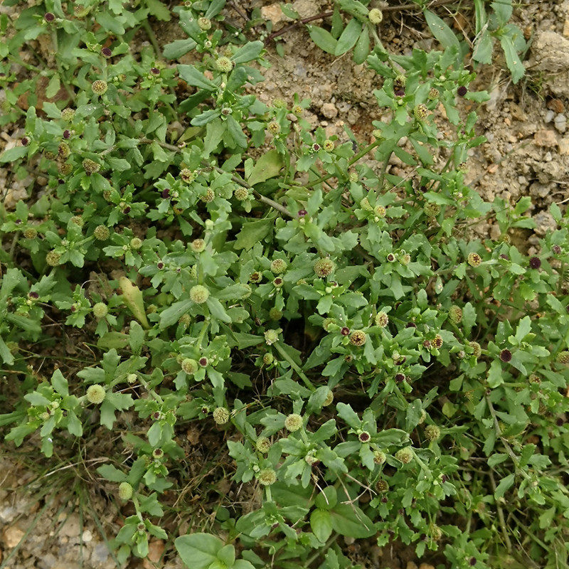 正宗新鲜鹅不食草地芫荽沙飞草300g包邮食胡荽鹅不吃草滴鼻中草药,传统滋补营养品,其他药食同源食品,淘宝优惠券,粉丝福利购,淘宝优惠卷
