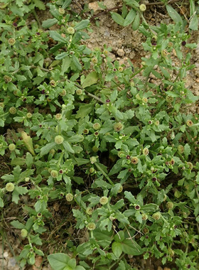 正宗新鲜鹅不食草地芫荽沙飞草300g包邮食胡荽鹅不吃草滴鼻中草药
