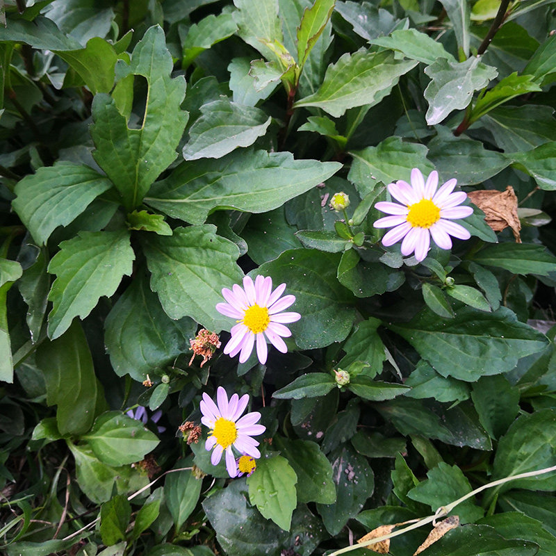 脾草潮汕草药脾仔草新鲜现采田边菊夭脾白草伤脾草马兰花500g包邮
