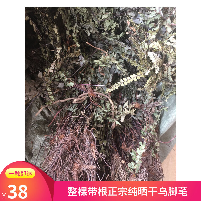 乌脚芼叶深山正宗扇叶铁线蕨500g晒干黑脚蕨铁线草中草药材乌脚枪
