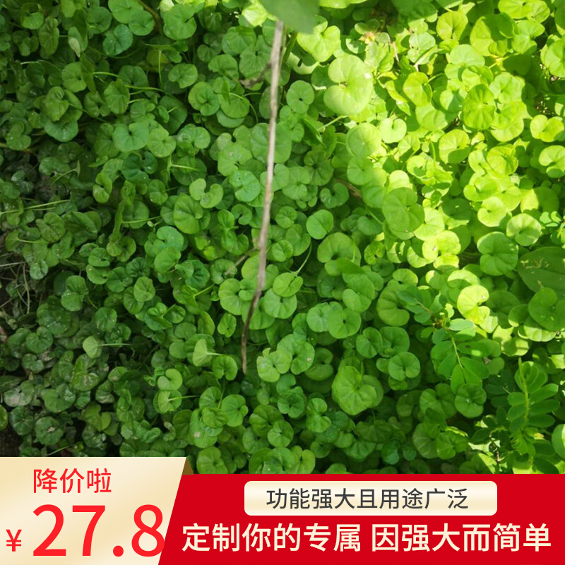 馬蹄金新鮮天然溶石小葉金錢草中草藥500g包郵化石正宗小金錢草茶在類目 傳統滋補營養品, 其他傳統滋補品, 廣金錢草中 - 來自Buy2taobao.com提供專業的淘寶代購服務