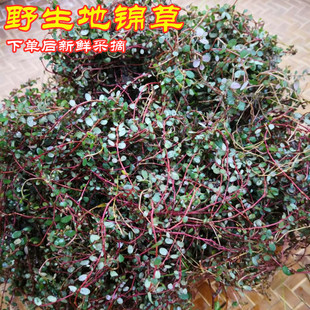 正宗新鲜地锦草铺地红 血见愁 愁奶汁草红莲500克 奶浆草 铺地锦