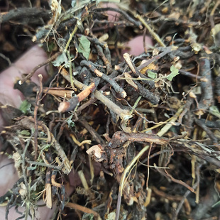 茅梅根天然小叶蛇泡筋拦路蛇500g茅莓根红梅消三月泡根农家纯晒干