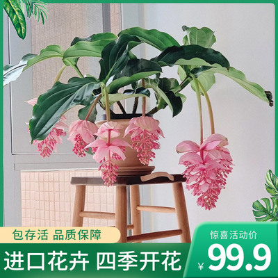 进口宝莲灯花盆栽大苗