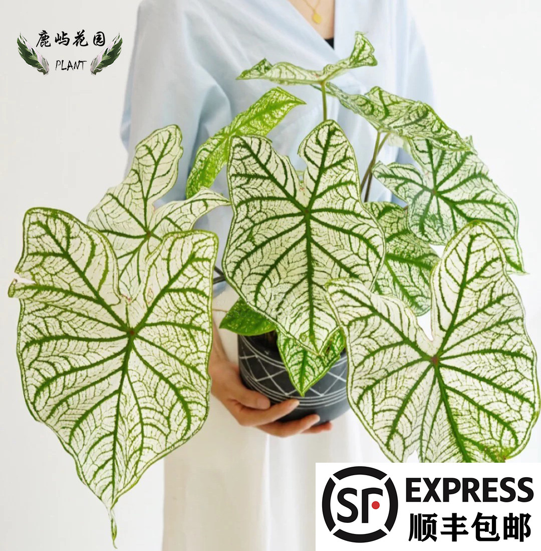 彩叶芋进口种球阳台造景花卉植物图片